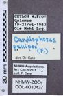 Etikette zu Cardiophorus pallipes (NHMW-ZOO-COL-0010437)